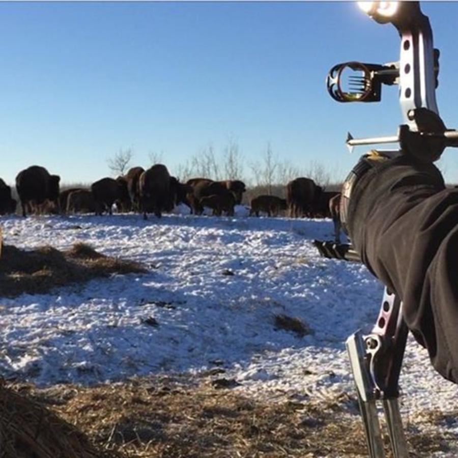 My Love Went Buffalo Hunting Today :-) Photograph by Jamie Ambercita Kehewin