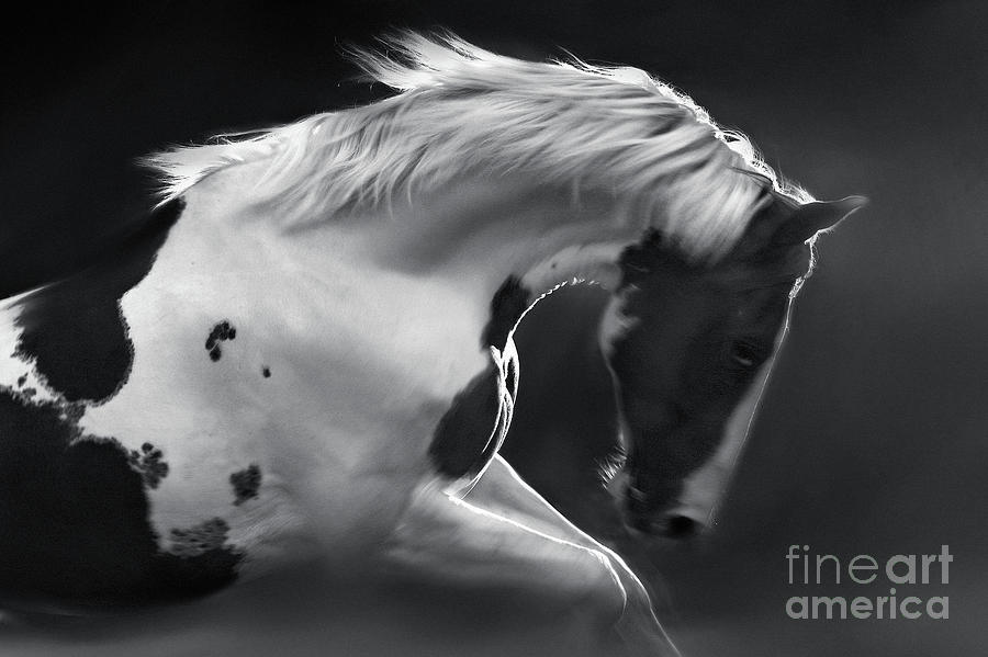 My Lovely Horse Photograph by Dimitar Hristov