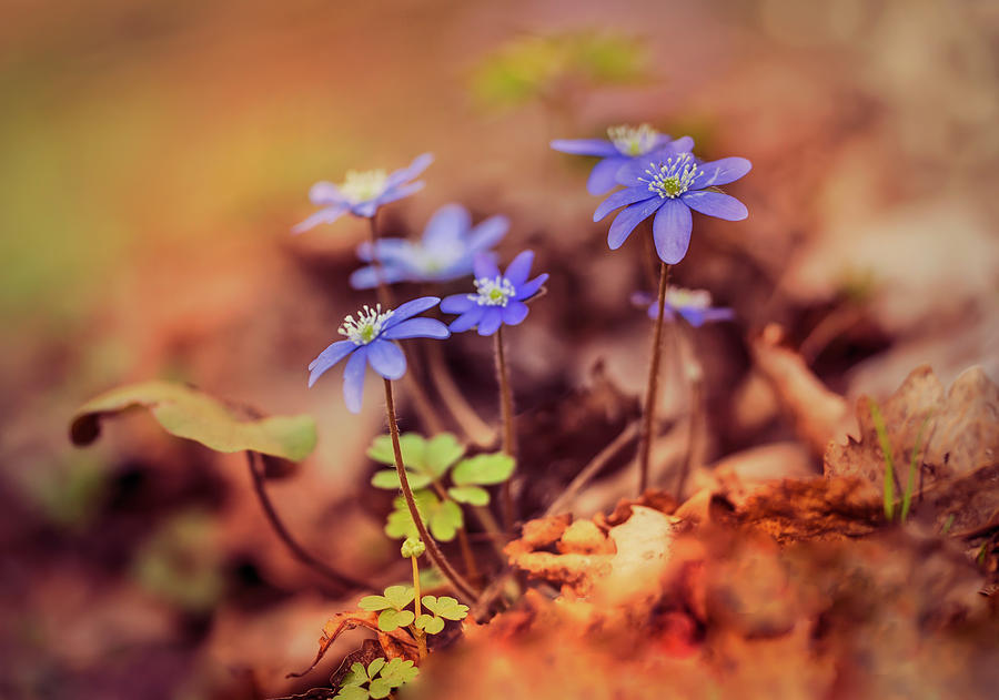 My magic garden with blue hepatica Photograph by Jaroslaw Blaminsky