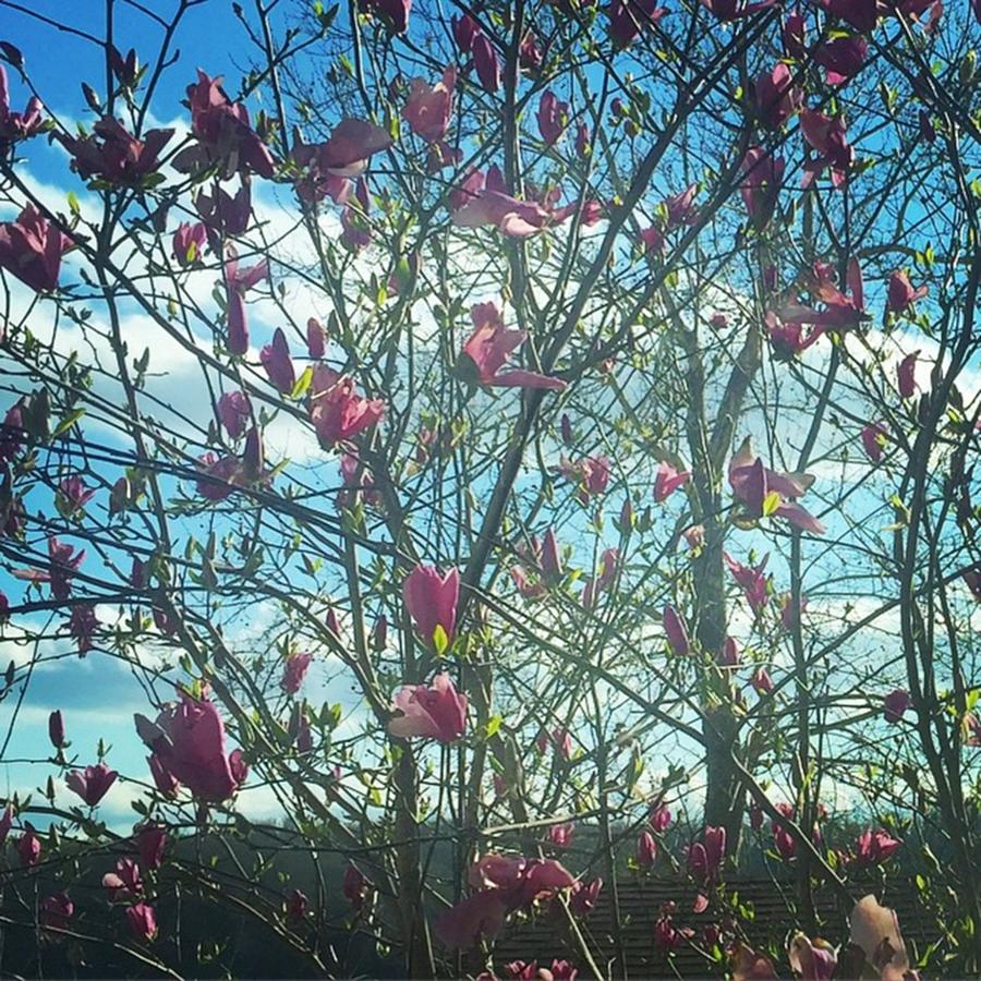 My Magnolia Tree Was In Full Bloom Today Photograph by Lacey Newman