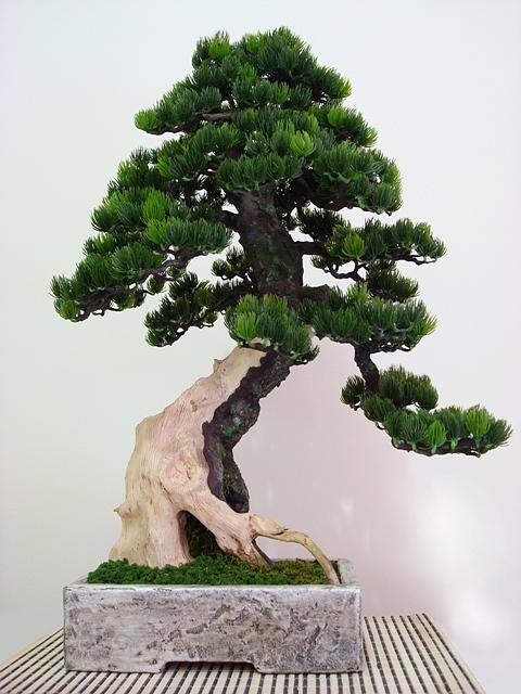 Tree Sculpture - My masterpiece by Julio Cesar