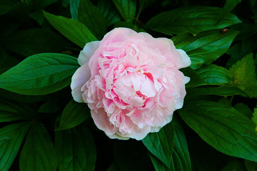My Mothers Peony Photograph by Polly Castor