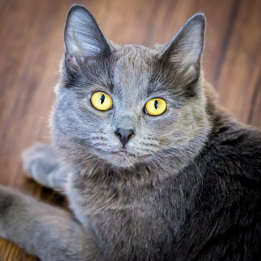 My name is Smokey by Tom Buchanan My name is Smokey by Tom Buchanan