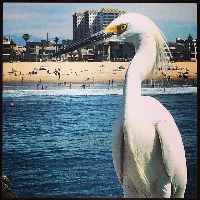 My New Friend From Venice Beach 😊 Photograph by Emily Botelho
