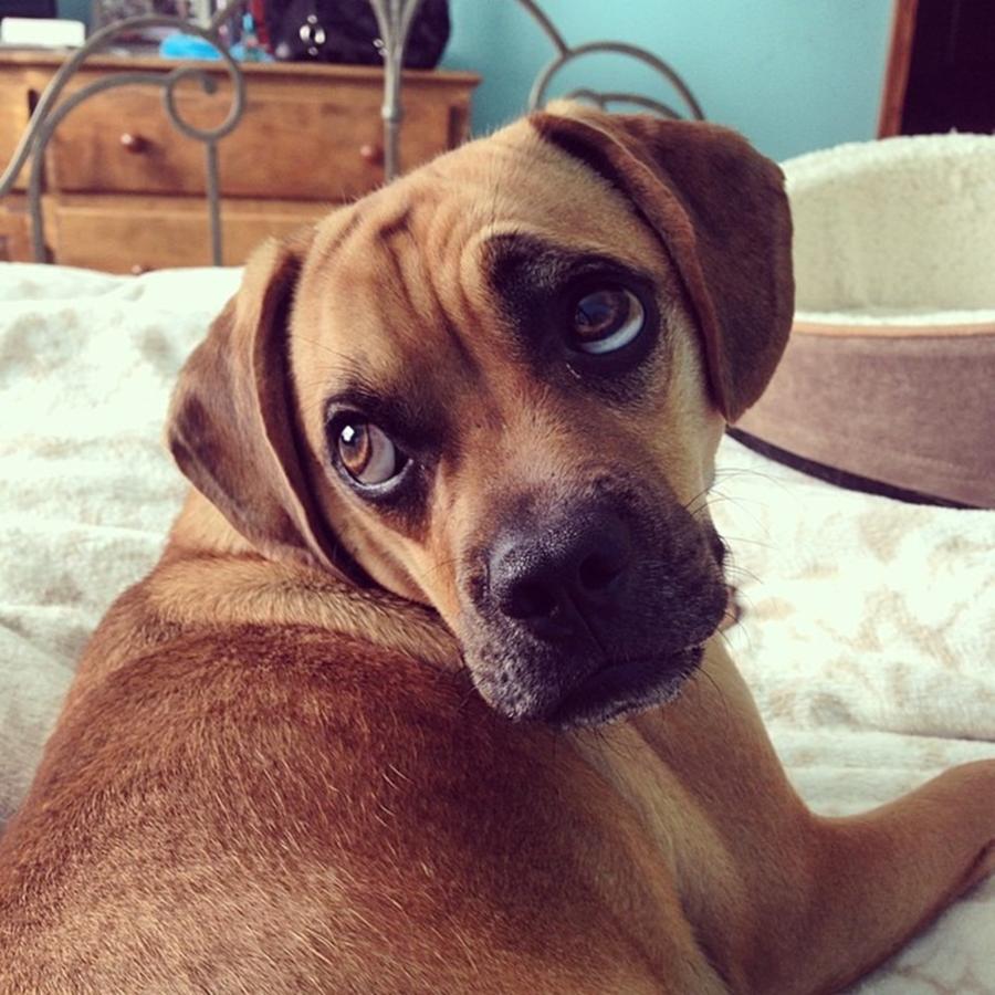 Puggle Photograph - My One And Only #mcm #puggle by Caitlyn Mccall