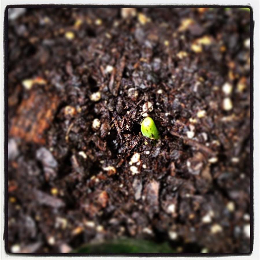 My Onion Is Growing!!! Photograph by Brittany Weigang