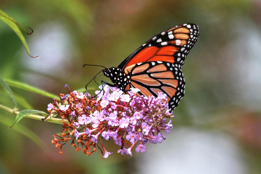 My Only Monarch Butterfly This Year Photograph by Carol Montoya