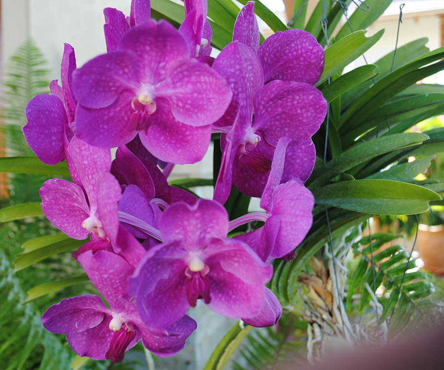 Dominican Republic Photograph - My Orchid # 14 by Fiona Dinali