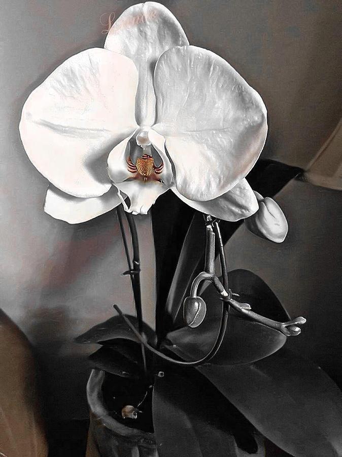 My Orchid Digital Art by Kathleen Moroney