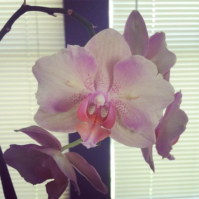 My Orchids Are Blooming Again! Thanks Photograph by Karen Bosquez