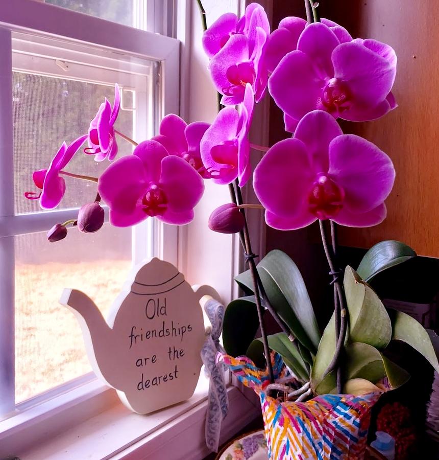 My Orchids Photograph by Eileen Brymer
