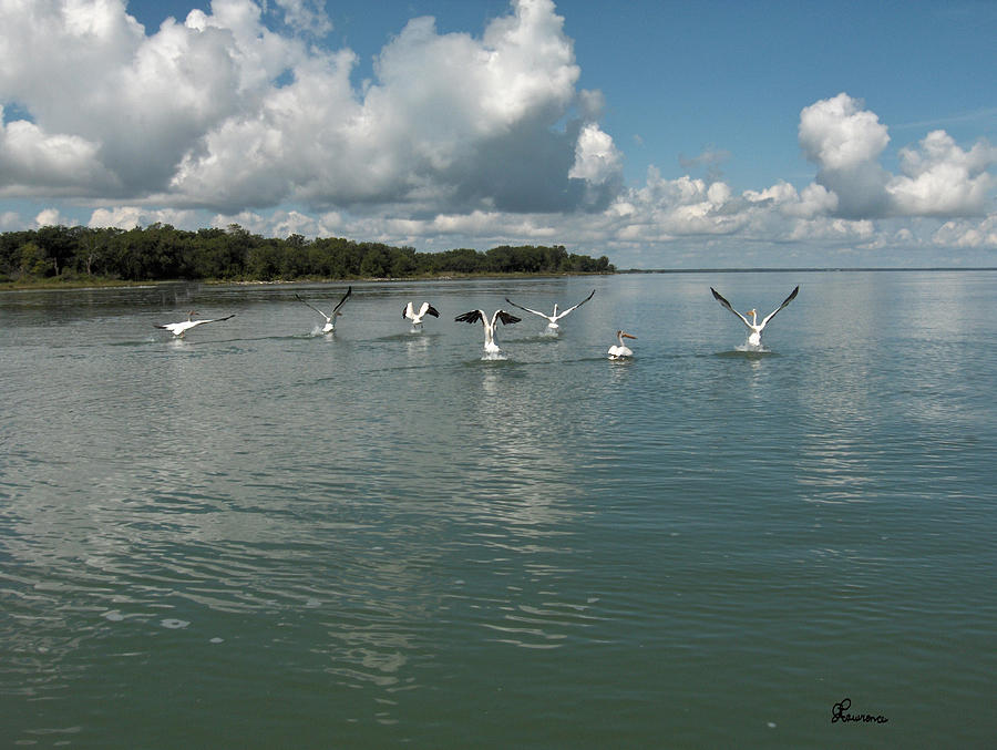 My Pelicans Photograph by Andrea Lawrence