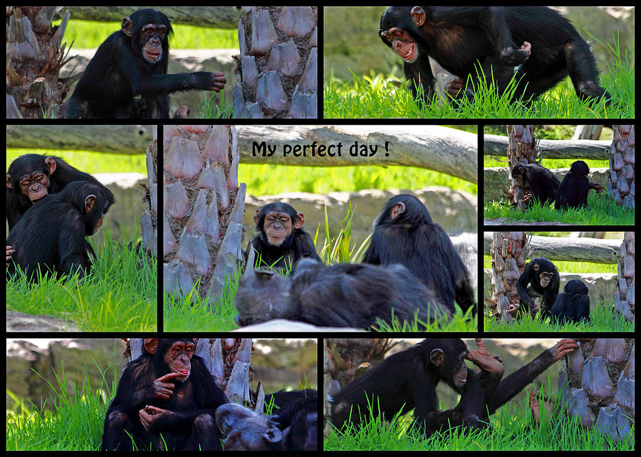 Chimpanzee Photograph - My Perfect Day Say Chimps by Miroslava Jurcik