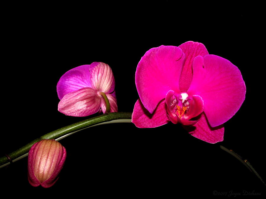 My Phalaenopsis Beauty Photograph by Joyce Dickens
