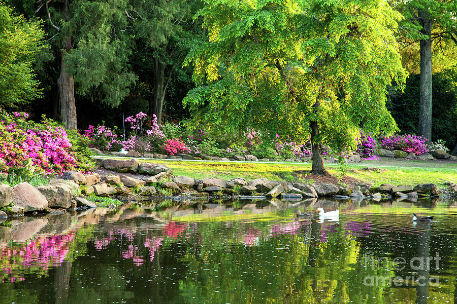 My Pond Photograph by Iris Greenwell