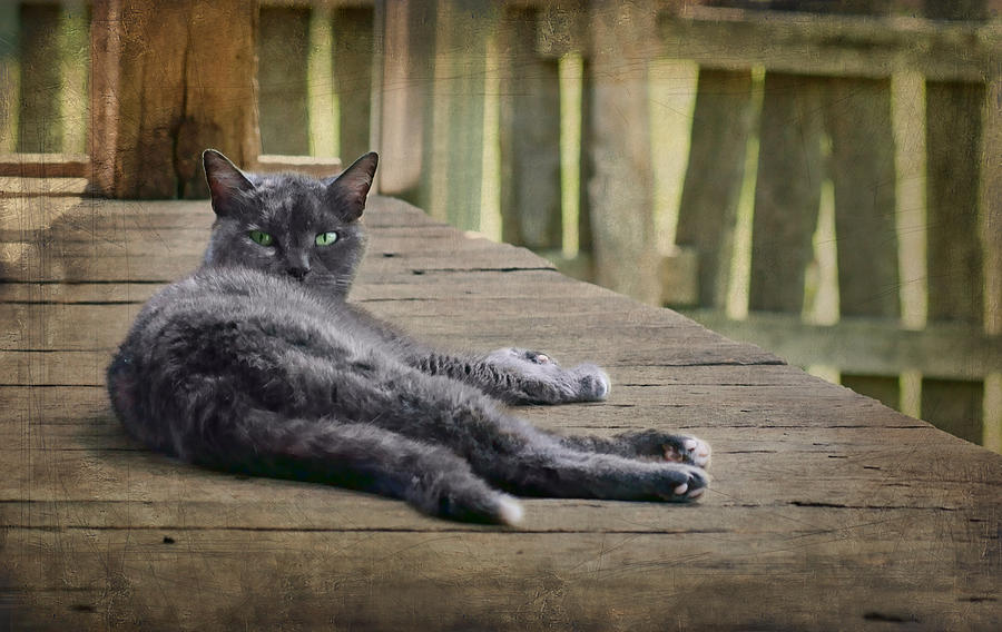 My Porch - Cat Photograph by Nikolyn McDonald