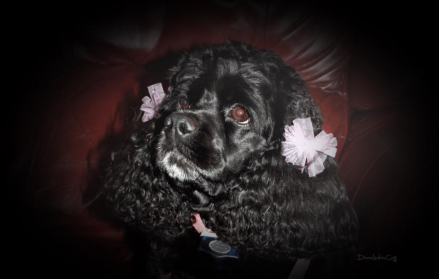 My Precious Dog Photograph by Diane Lindon Coy