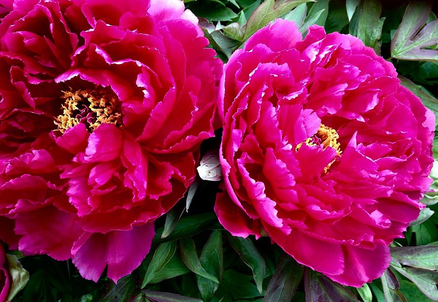 My Pretty Peonies Photograph by Bruce Bley
