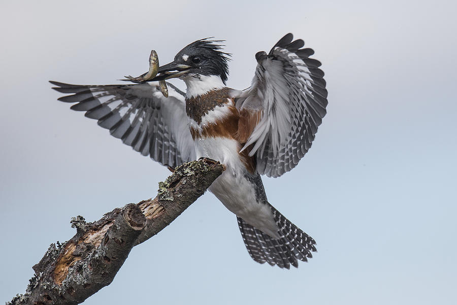 Wildlife Photograph - My Prize. by Peter Stahl