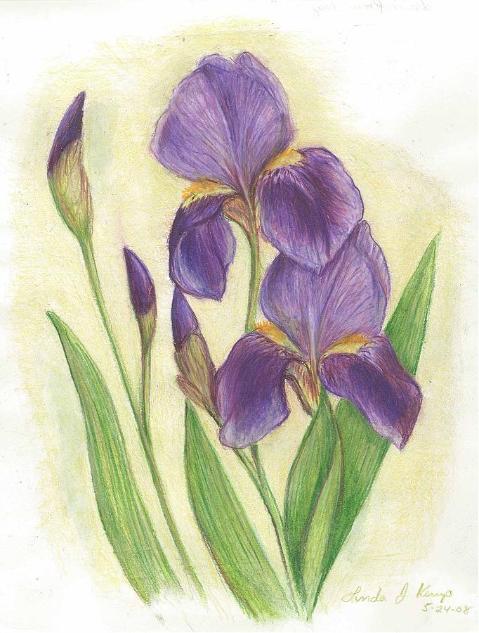 My Purple Irises Drawing by Linda Nielsen