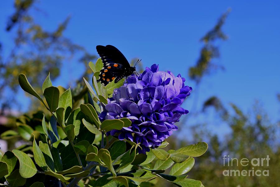 Nature Photograph - My Purple Passion by Janet Marie