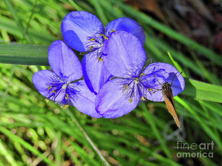 Nature Photograph - My Purple Patio by Deborah Benoit