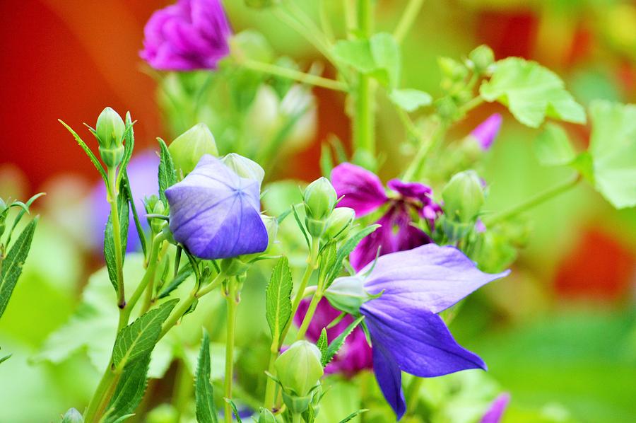 My Purple Summah Blooms Photograph by Lena Hatch
