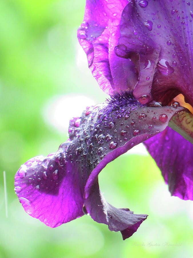 My Rainy Day Iris - Iris from the Garden - Nature - Floral - Purple Flowers Photograph by Brooks Garten Hauschild