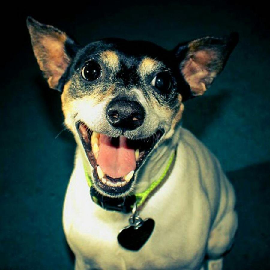 Dog Photograph - My Rat Terrier, My First Dog, And The by Alex Haglund