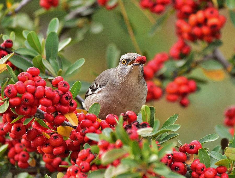 Mockingbird Photograph - My Red Berry by Linda Brody