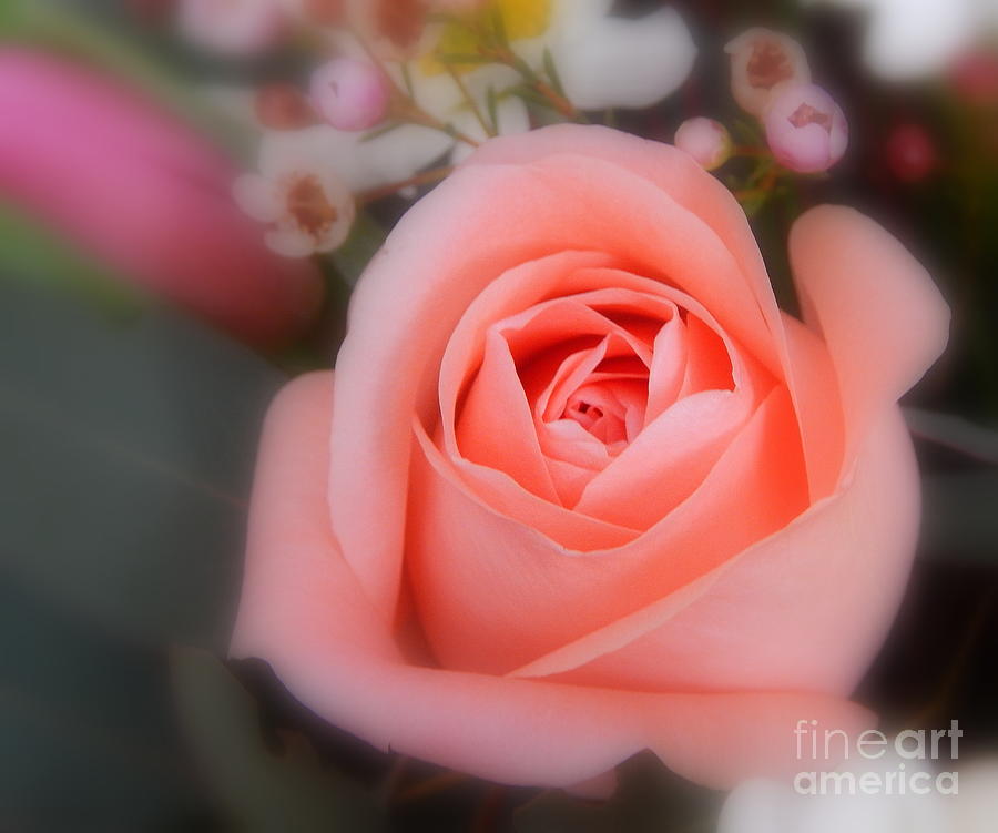 Nature Photograph - My rose by Karen Cook
