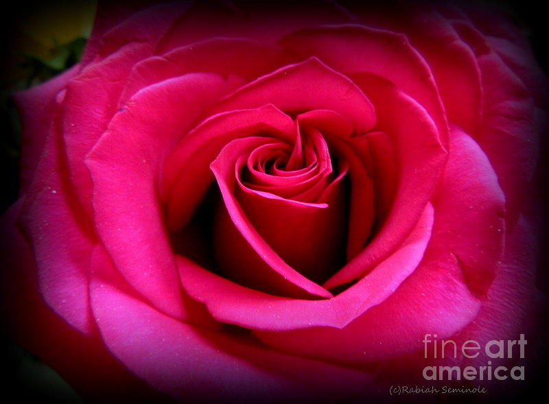 My Rose Photograph by Rabiah Seminole