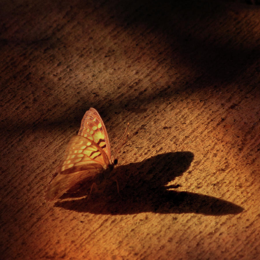 Butterfly Photograph - My Shadow by Amy Tyler