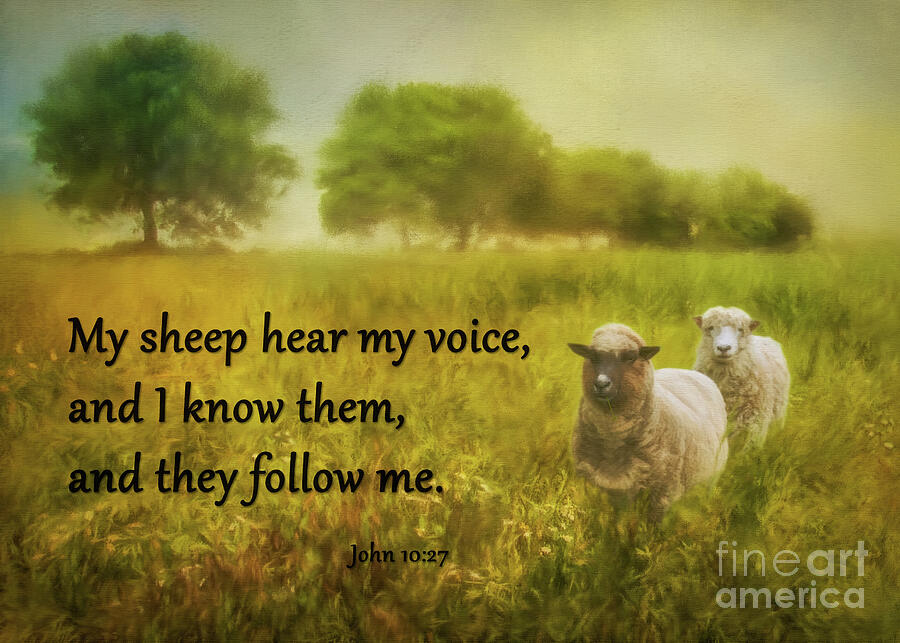 My Sheep Hear My Voice Photograph by Priscilla Burgers