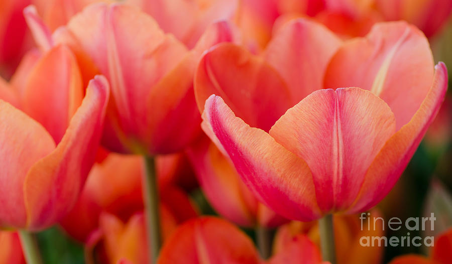 My Sherbet Tulips Photograph by Nick Boren
