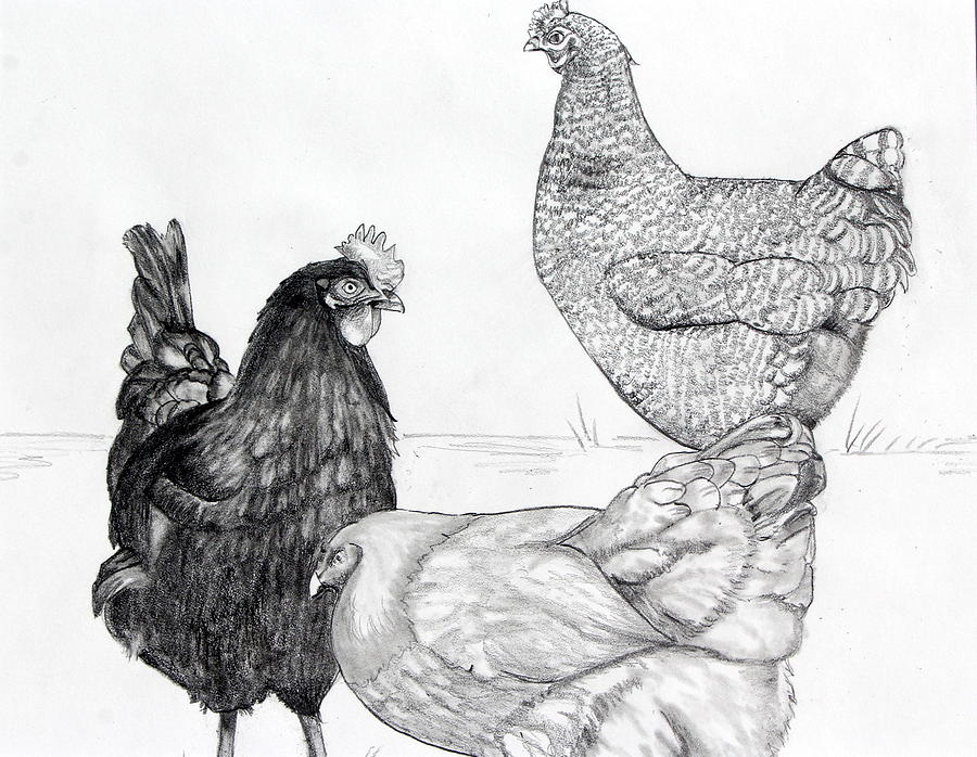 My Sisters Chickens Drawing Drawing by Kimberly Walker