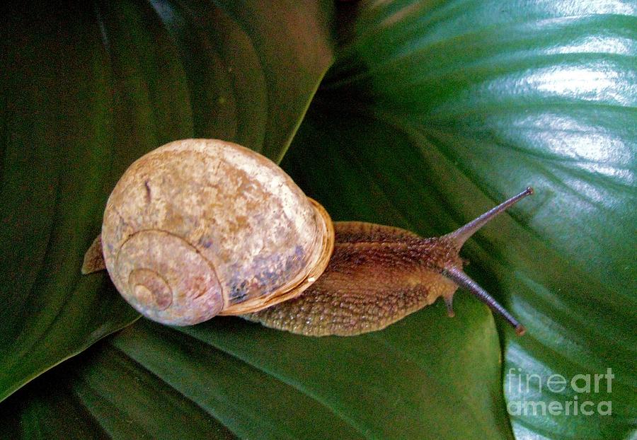 Nature Photograph - My Snail In His Pearly Shell  by Delores Malcomson