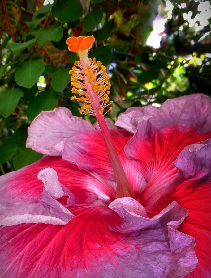 My Special Hibiscus Photograph by Lori Seaman