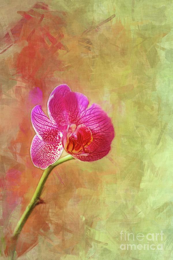 My Special Orchid Photograph by Judi Bagwell