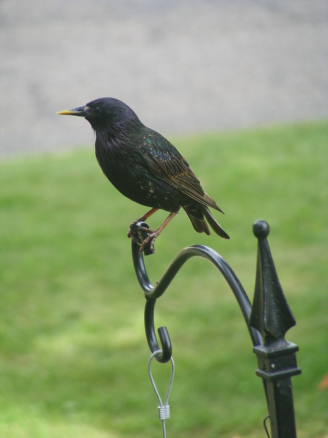 My Starling Photograph By Camille Converse-smith - Fine Art America