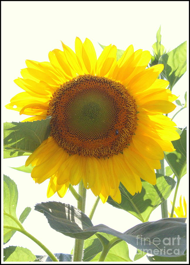My Sunshine - Sunflower Photograph by Dora Sofia Caputo