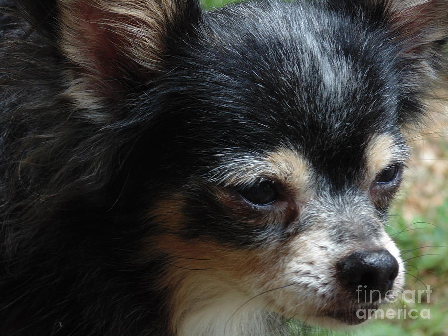 Animal Photograph - My Sweet Baby by Ginny Youngblood