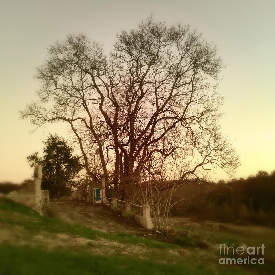 My tree has a soul  Photograph by Delona Seserman