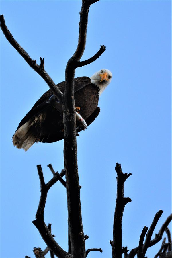 Bald Eagle Photograph - My Trout by Tim Nicholson