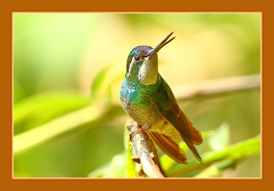 Hummingbird Photograph - My turf by BYETPhotograpy