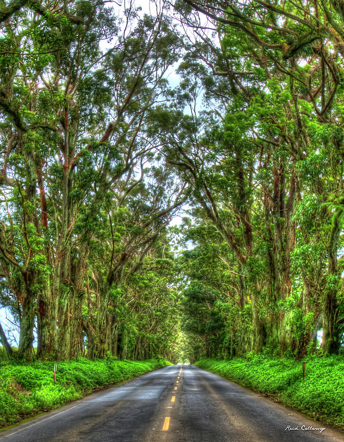 My Way Home Eucalyptus Tree Tunnel Kauai Hawaii Collection Art Photograph by Reid Callaway