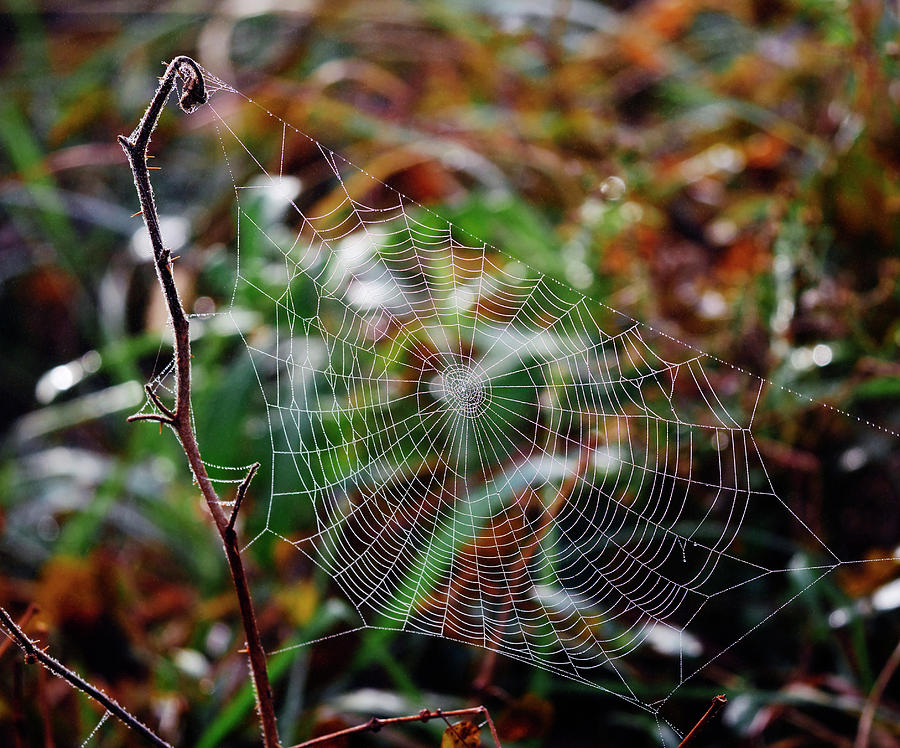 My Web Photograph by Paul Ross