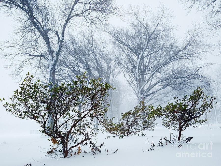 Tree Photograph - My Winter Love by Mioara Andritoiu