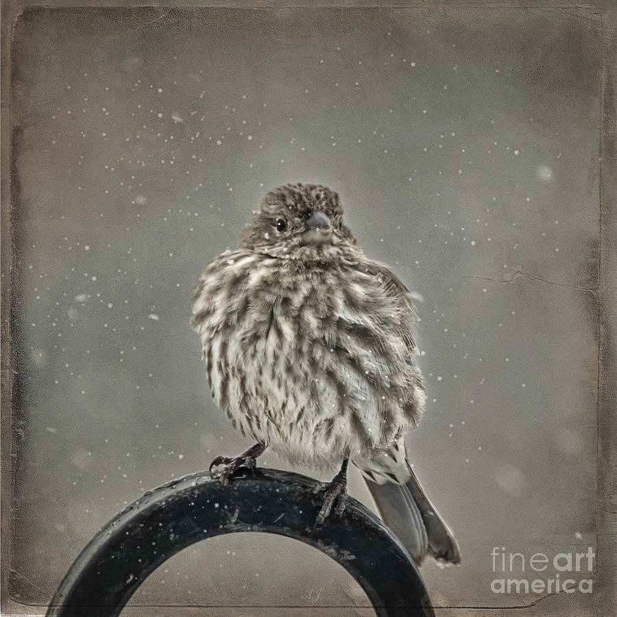 My Winter Sparrow Photograph by Janice Pariza