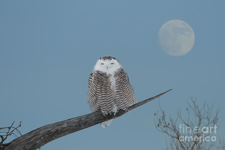 Owl Photograph - My world orbits around hers by Heather King